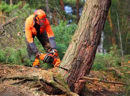 Best Hazardous Tree Removal  in Tyrone, OK